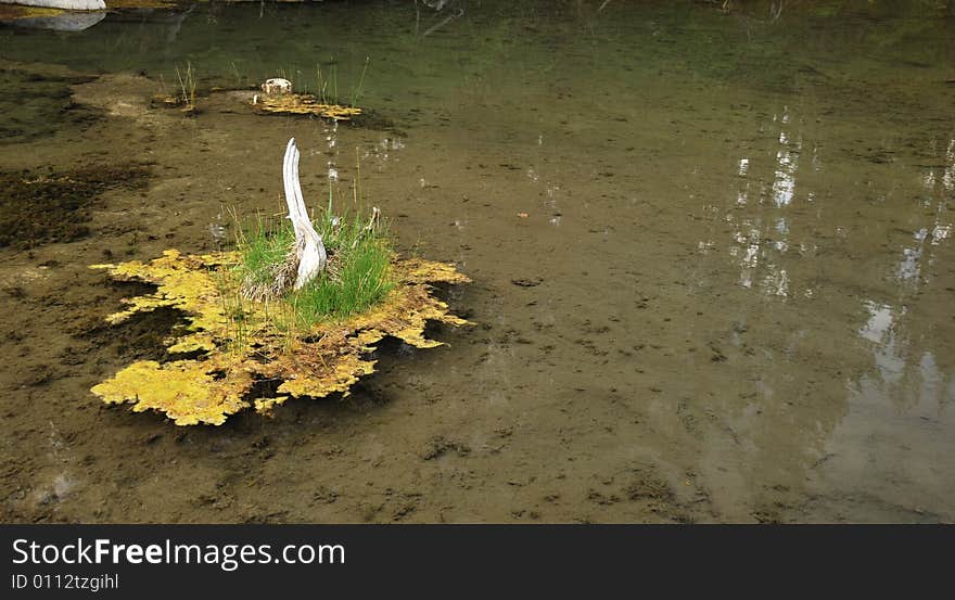 Forest pond background