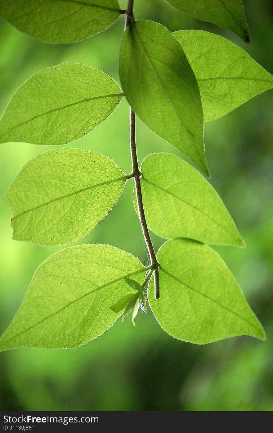 A branch of leaves against natural green background.