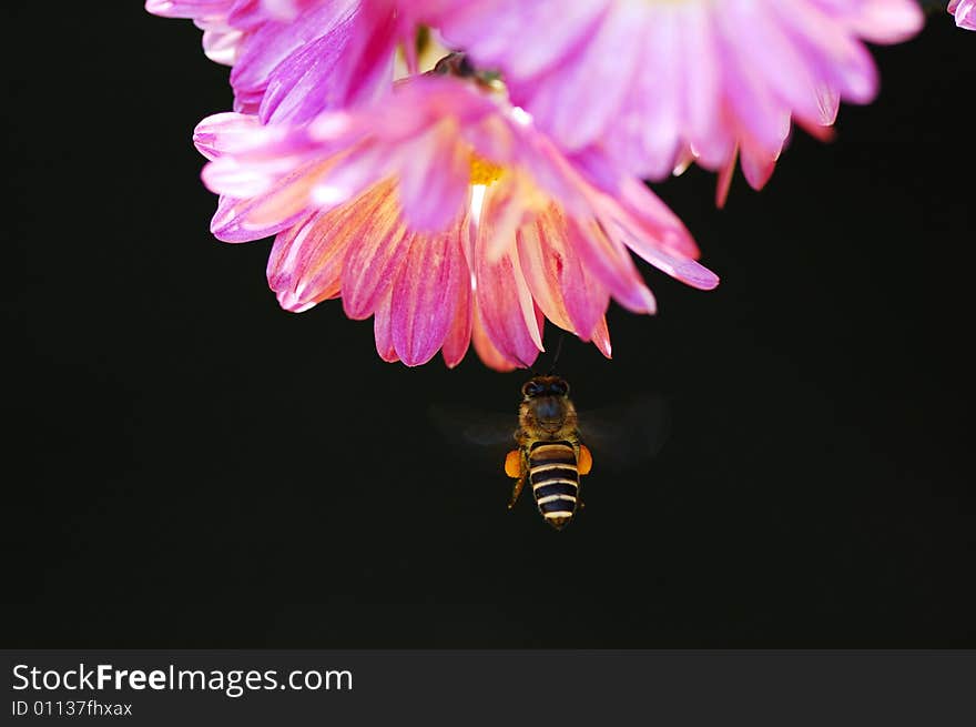 Bee fly over flower