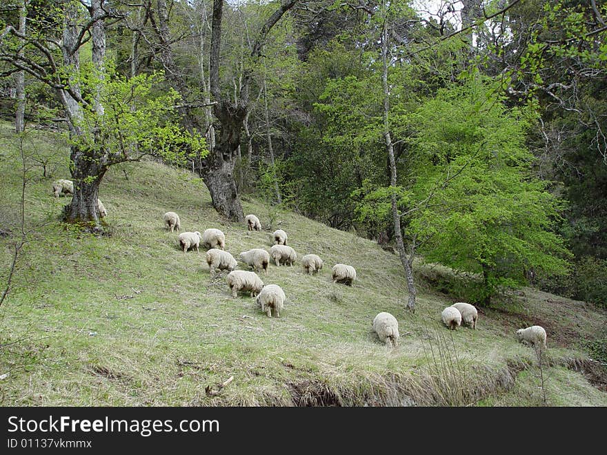 A flock of sheeps grazing on the green slope