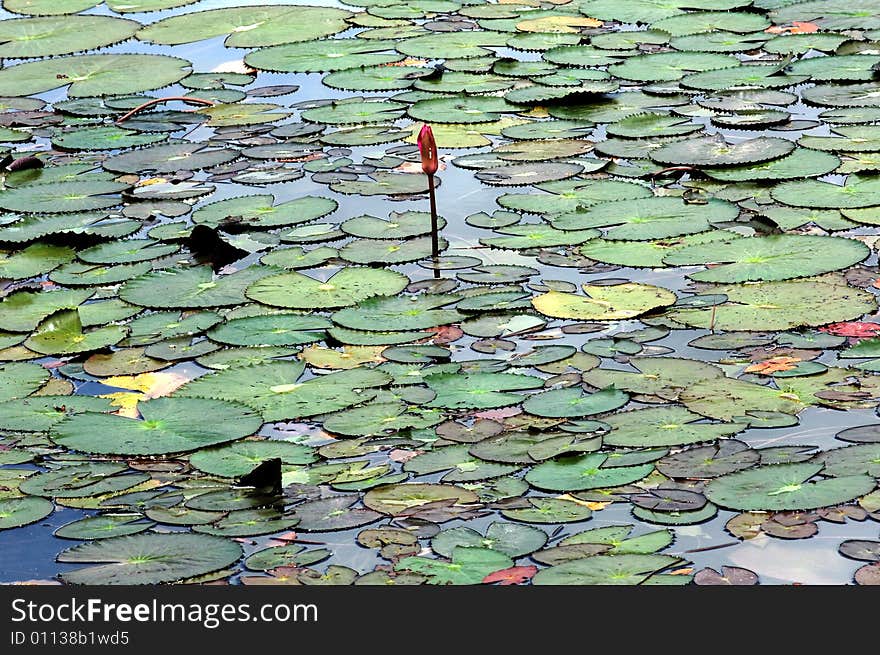 Thailand, Sukhothai: Historical park; view of a lake with nenuphar leaves