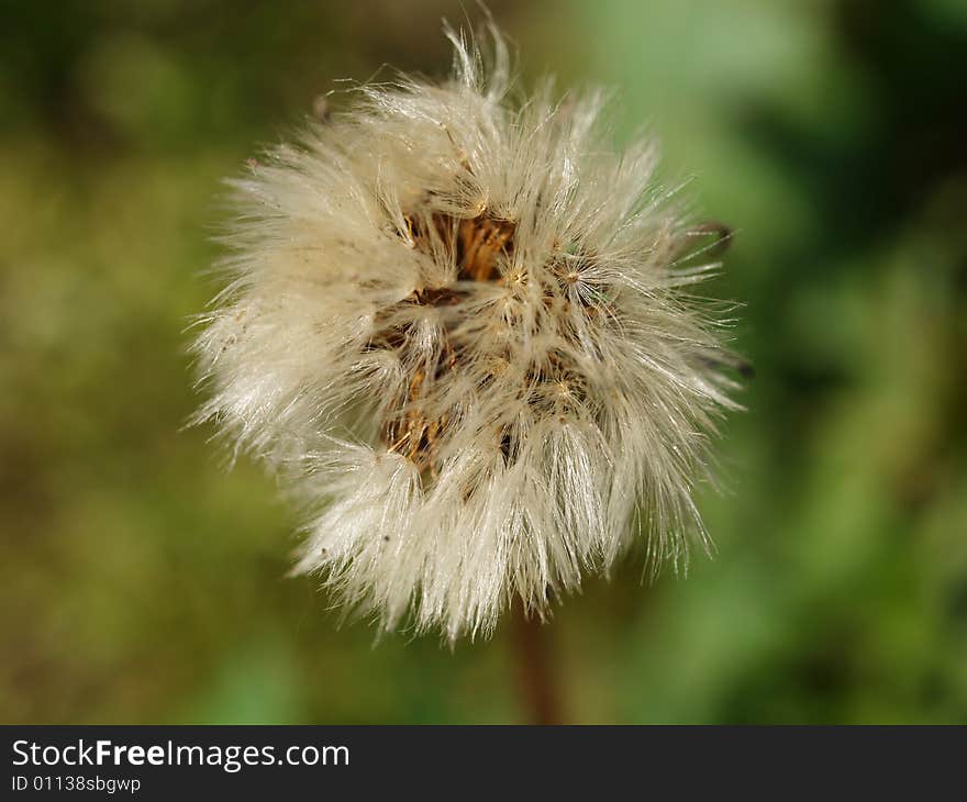 Dandelion