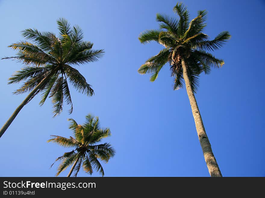 Coconut tree view from low angle