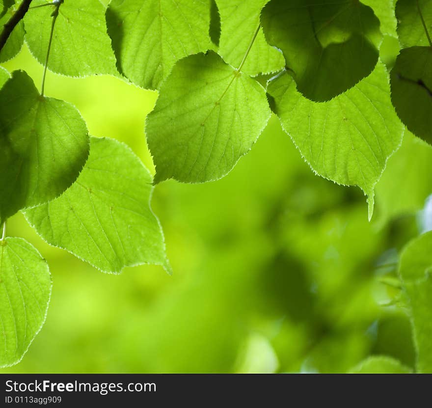 Green leaves background in sunny day