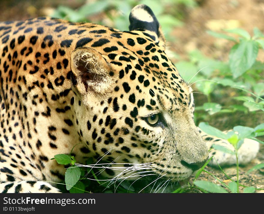 Leopard is looking, the charismatic face and ferocious eye