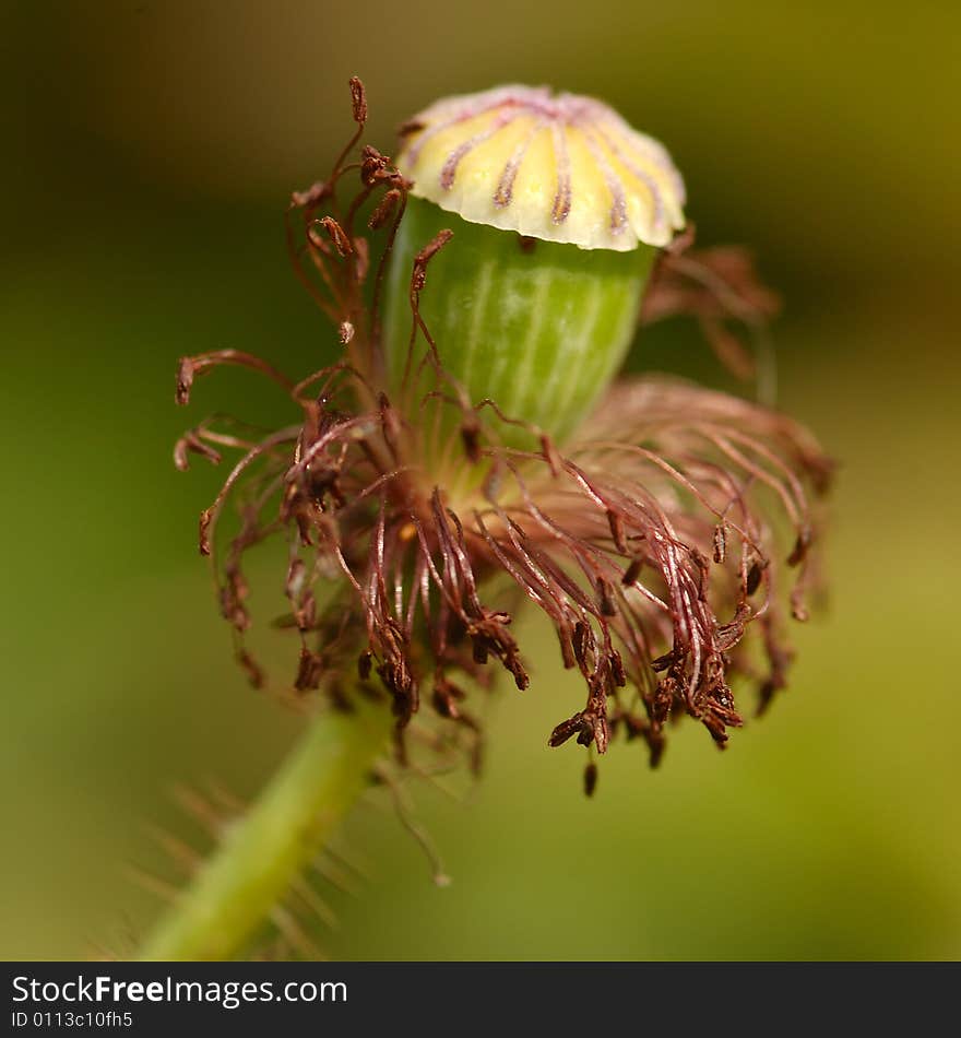 Poppyhead