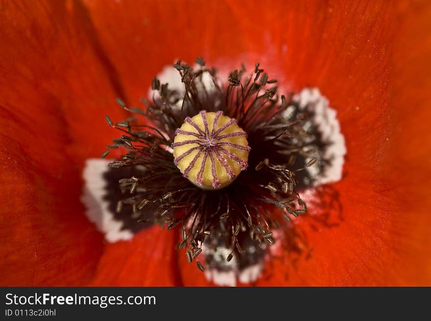 Red weed