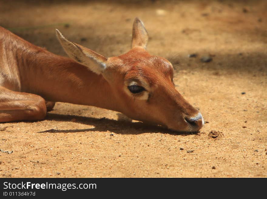 Baby deer lying down and looked so innocent