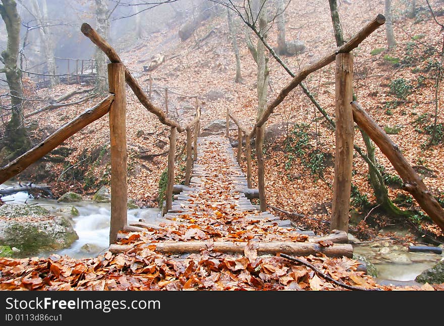 Wooden bridge in forest