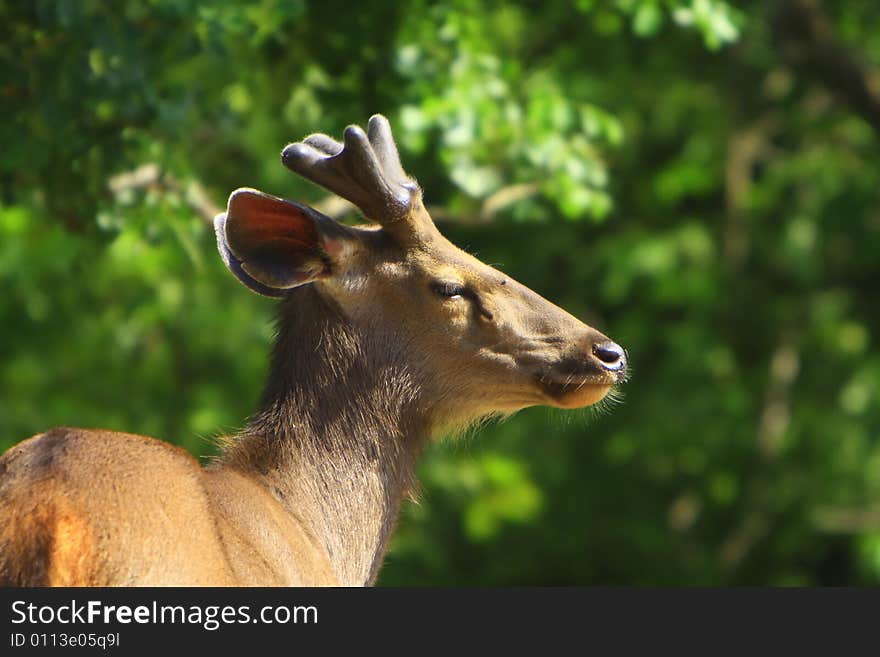 Blackbuck stroling around and looked at me when this Image is clicked