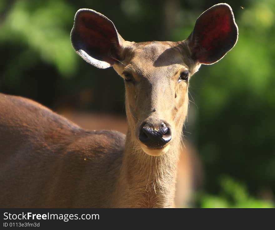 Sambhar deer on the meadow and looked so innocent