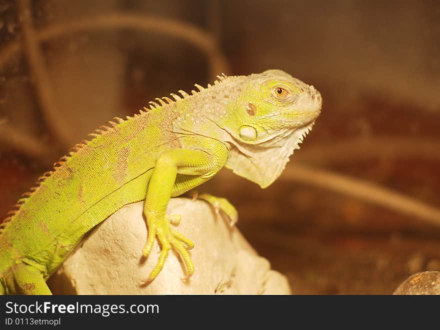 Picture of a lizard on a rock