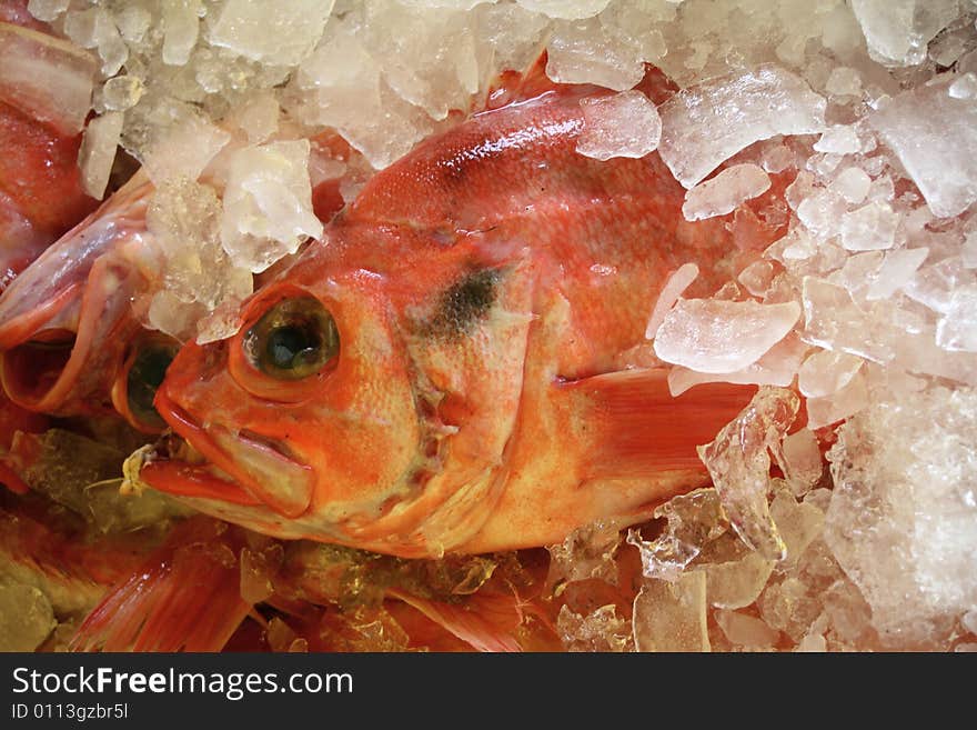 Red Fish on Ice