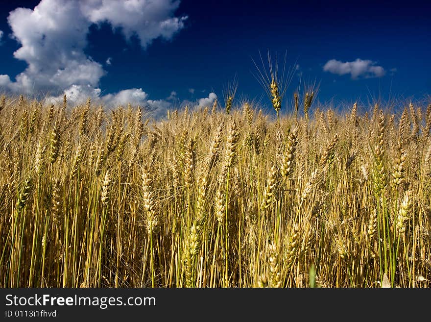 Golden Fields In The Wind On A Summers Day