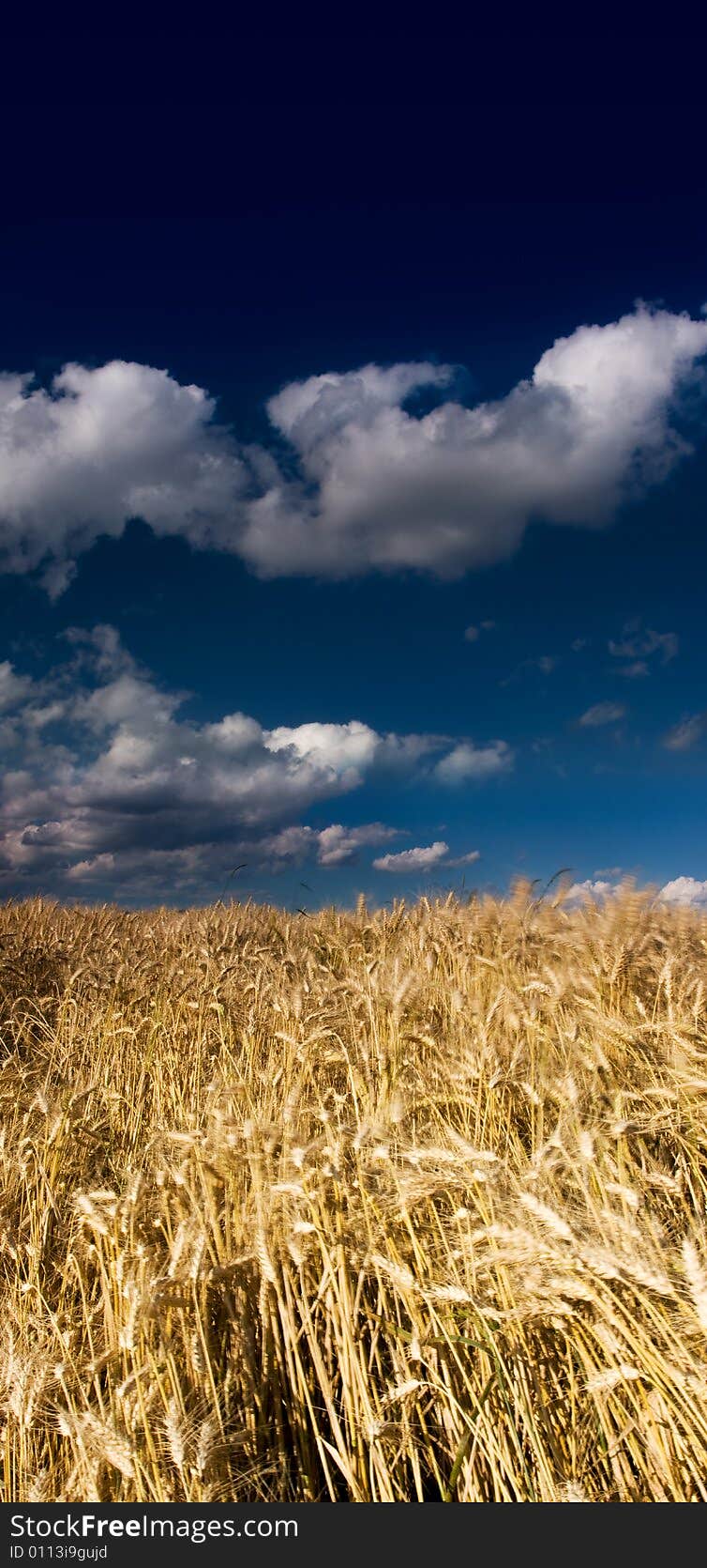 Golden Fields In The Wind On A Summers Day