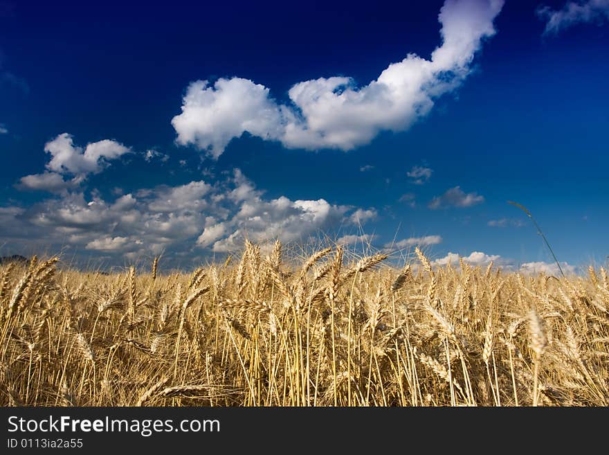 Golden Fields In The Wind On A Summers Day