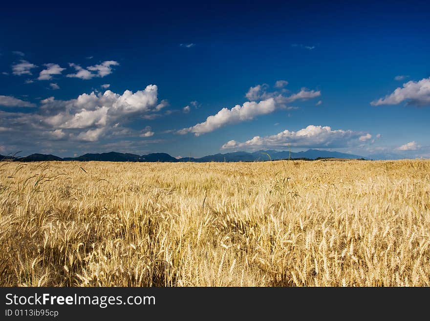 Golden Fields in the wind on a summers day