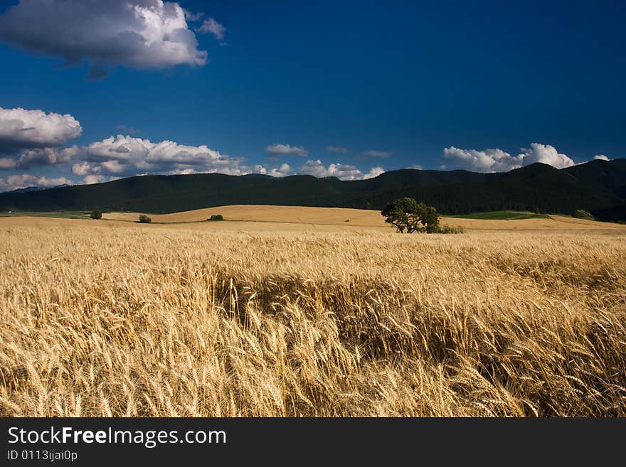 Golden Fields in the wind on a summers day