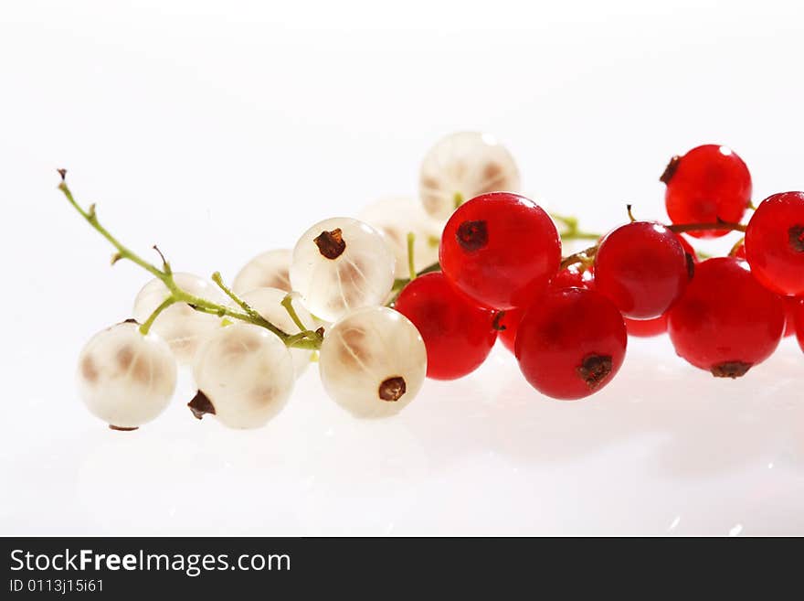 White and red currants on white background