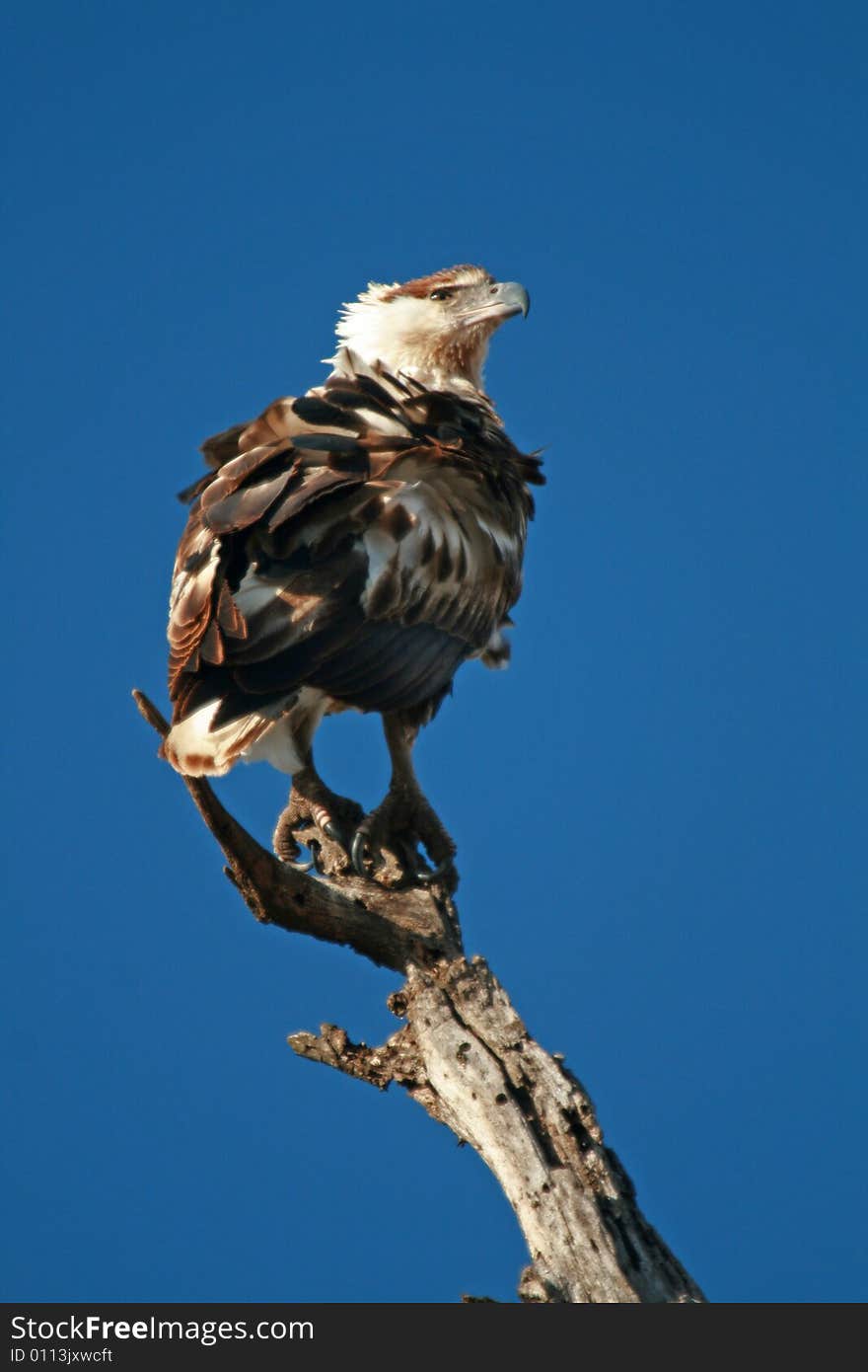 Eagle purched on dry branch