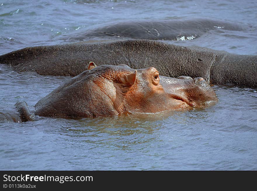 The hippopotamus (Hippopotamus amphibius) is recognizable for its barrel-shaped torso, enormous mouth and teeth, hairless body, stubby legs and tremendous size. Hippos have been clocked at 48 km/h while running short distances. The hippopotamus is regarded to be Africa's most dangerous animal, and is among the most aggressive animals in the world. (South Africa)