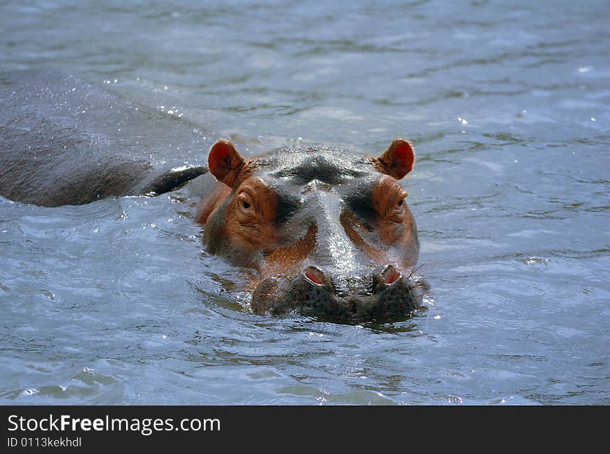 The hippopotamus (Hippopotamus amphibius) is recognizable for its barrel-shaped torso, enormous mouth and teeth, hairless body, stubby legs and tremendous size. Hippos have been clocked at 48 km/h while running short distances. The hippopotamus is regarded to be Africa's most dangerous animal, and is among the most aggressive animals in the world. (South Africa)