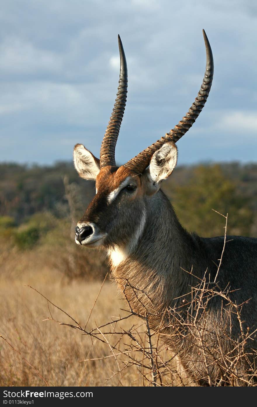 Waterbuck Bull Posing