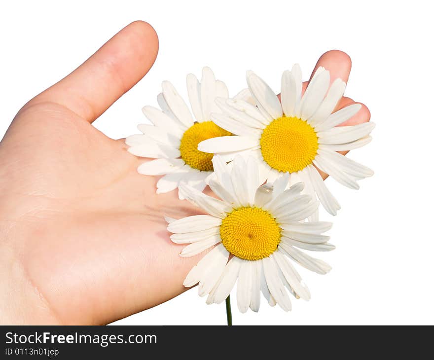 Woman's hand with flowers isolated on white