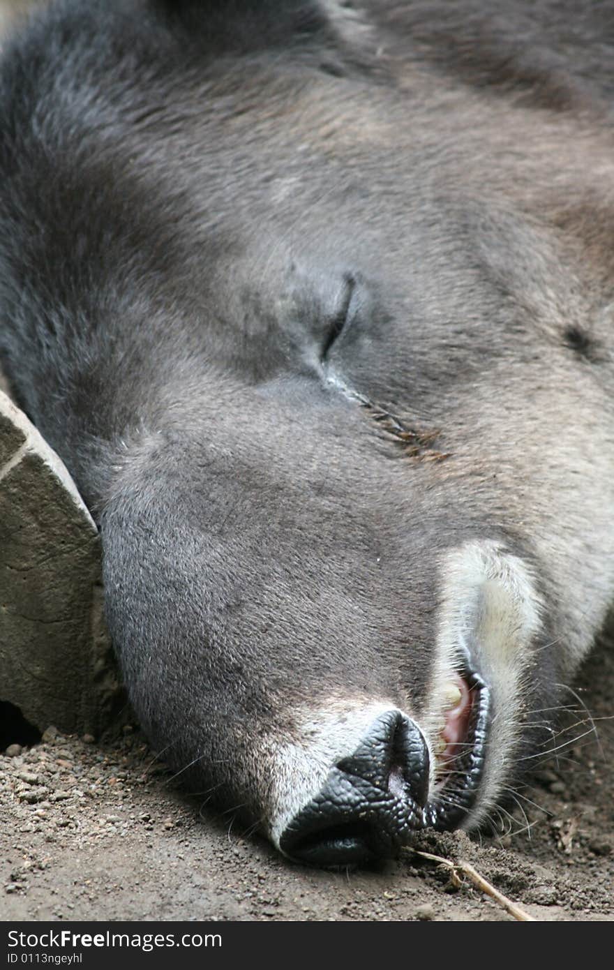 Tear stained cheek of an Endangered species known as Malayan Tapir. Tear stained cheek of an Endangered species known as Malayan Tapir