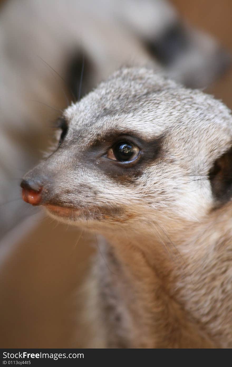 Meerkat