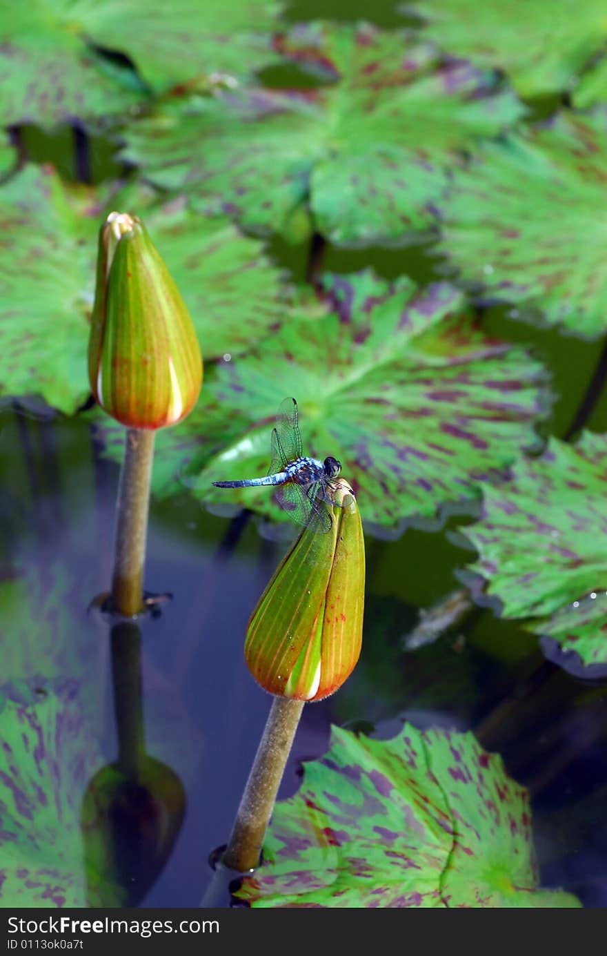 Dragonfly on Water Lily