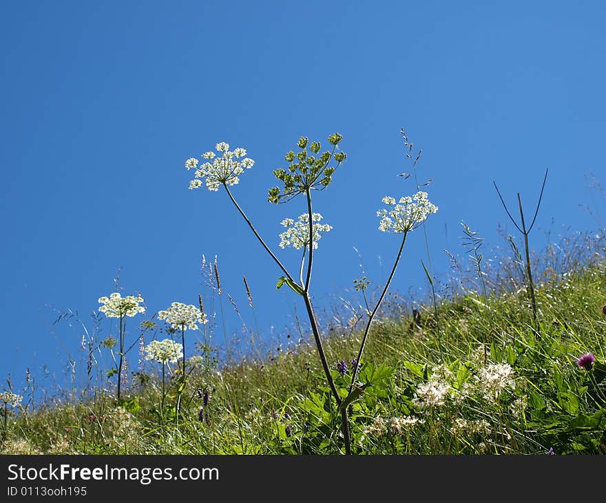 A beautiful shot of lawn grass and sky