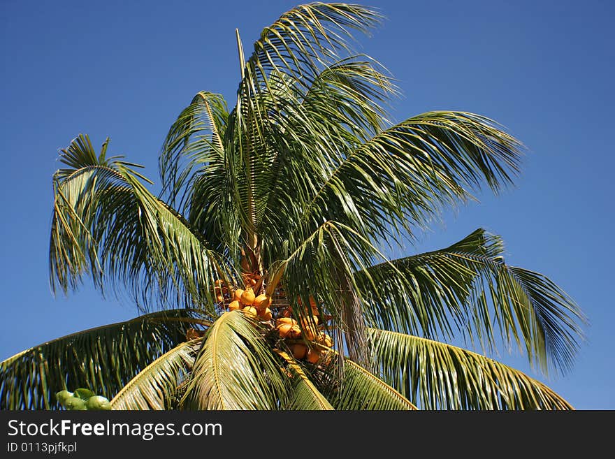 Palm-tree, Coconuts , Sky