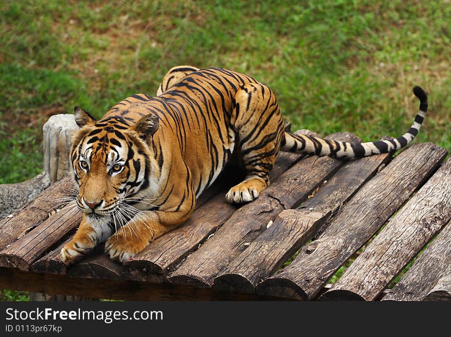 A big tiger looking beautiful in the zoo.