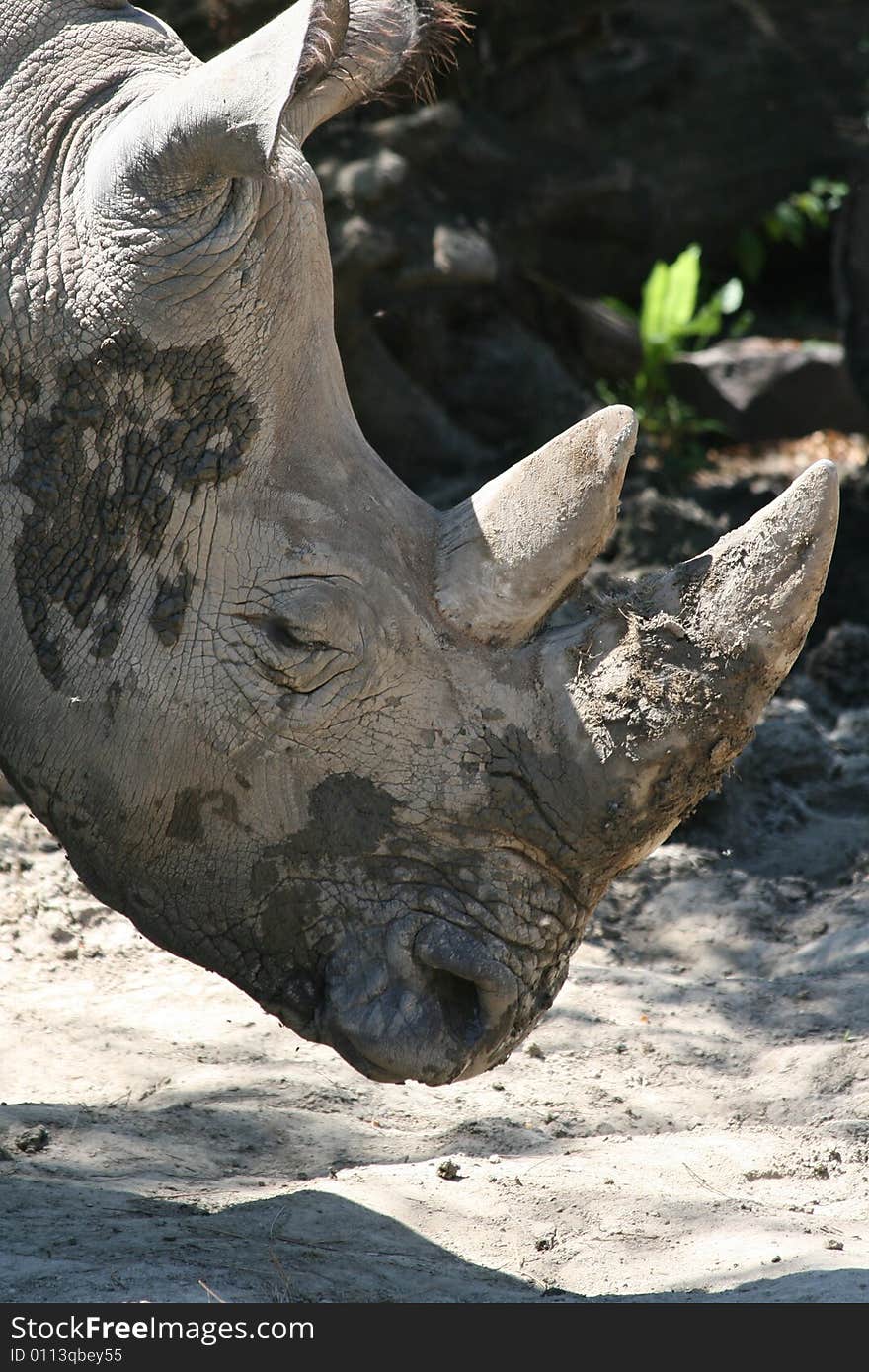 Muddy rhinoceros head