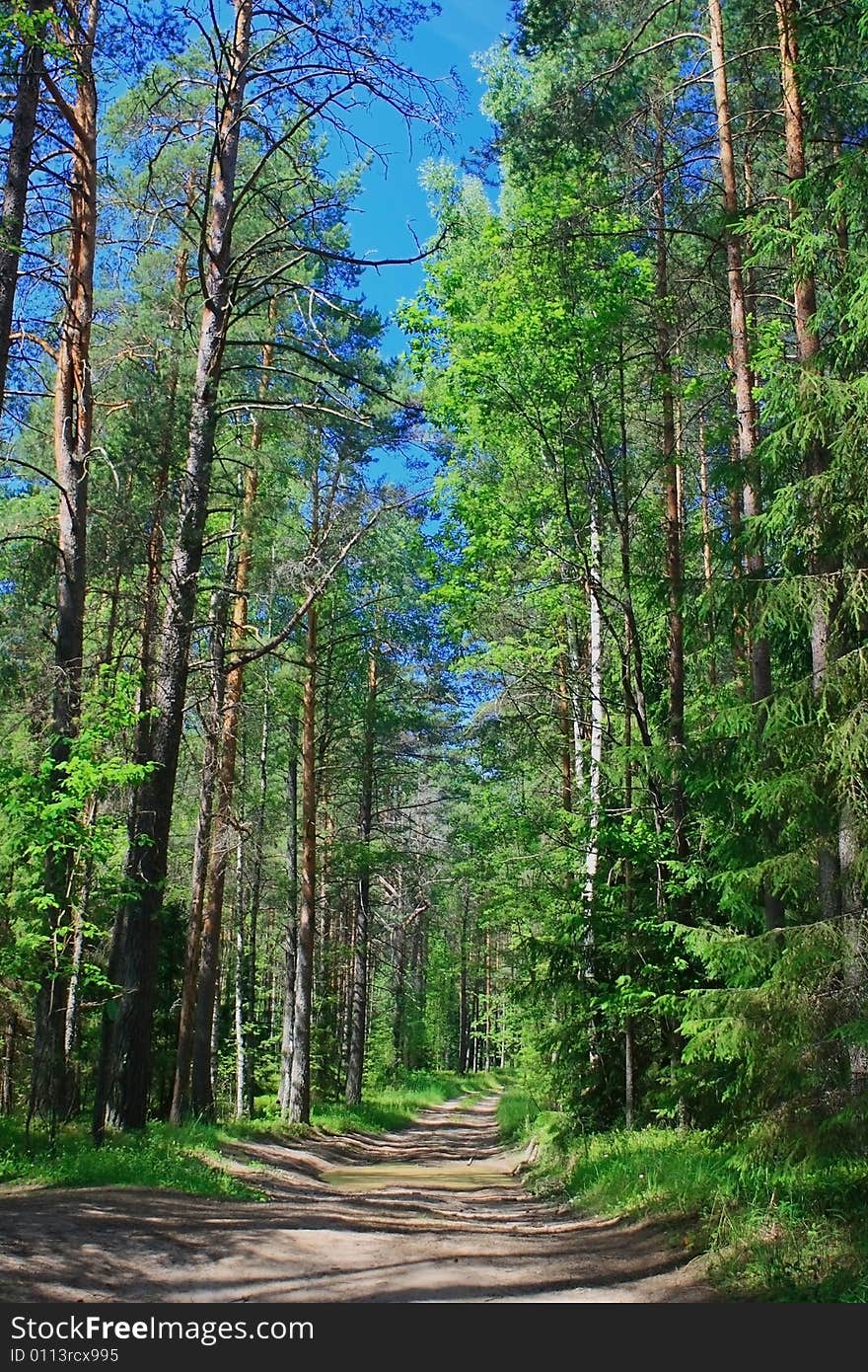 Road in the Summer forest