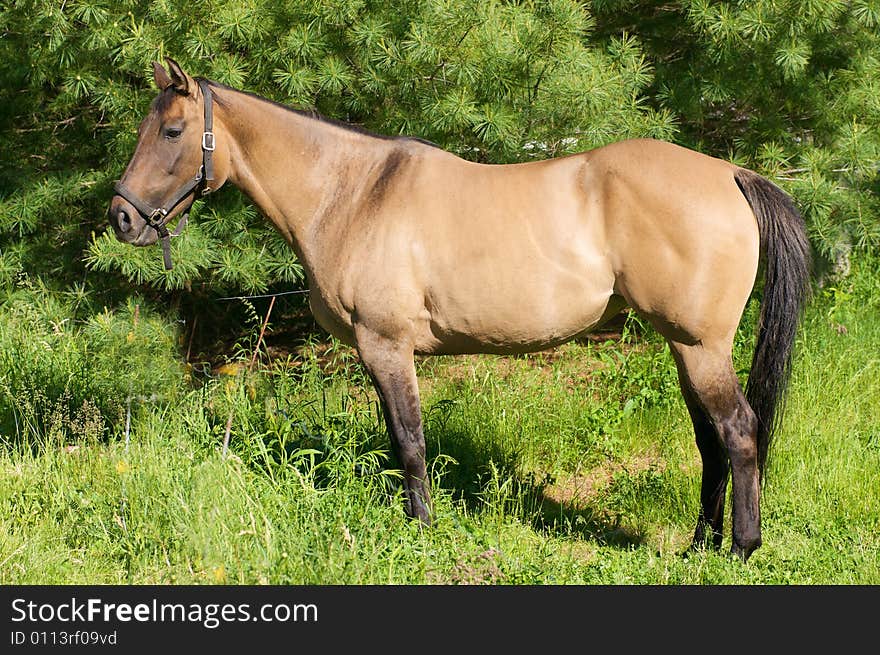 Beautiful muscular horse standing in a pasture. Beautiful muscular horse standing in a pasture