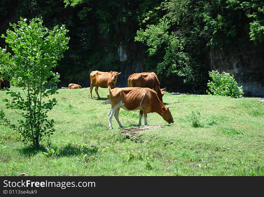 Cows walking along the mountains in Georgia. Cows walking along the mountains in Georgia