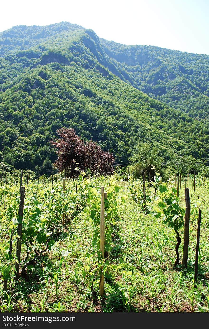 Mountains and wineyard