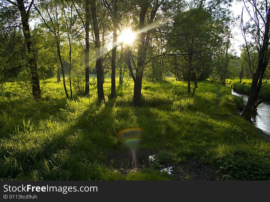 Green forest sunset casting long shadows, Moscow