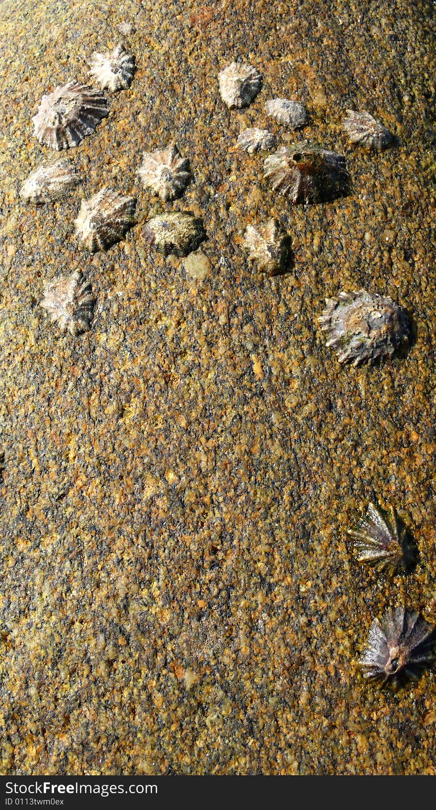 Some sea shells on a rock