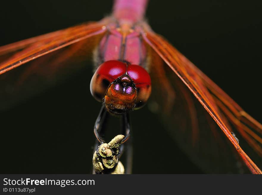 A close up portrait of a dragonfly. A close up portrait of a dragonfly