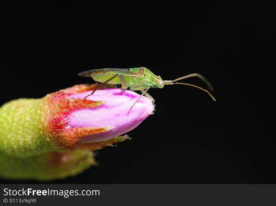 Grasshopper On Pink Flower