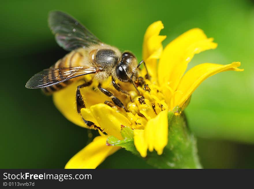 Bee On Flower