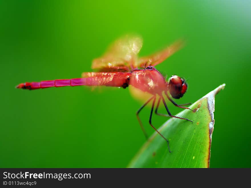 Dragonfly Resting