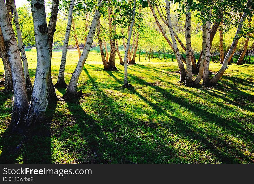 Birch Forest