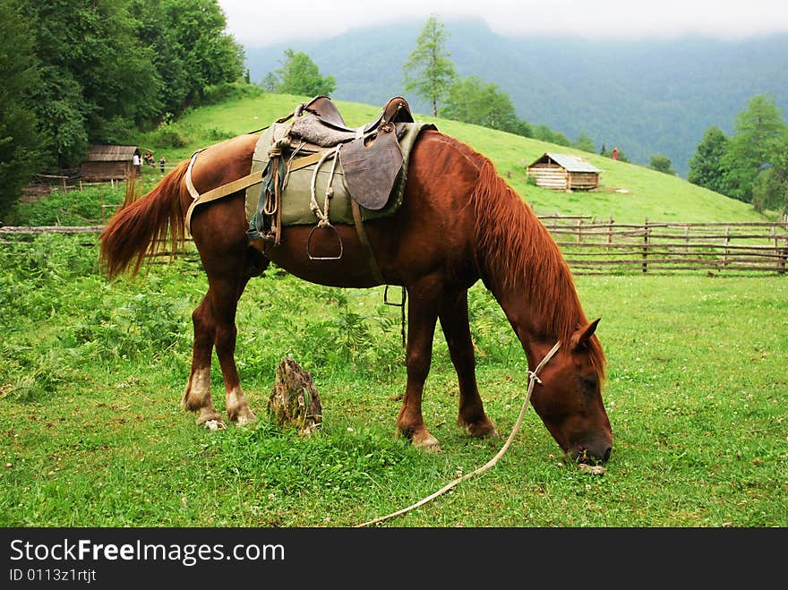 Beautiful brown horse eating grass in the mountain meadow in Georgia. Beautiful brown horse eating grass in the mountain meadow in Georgia