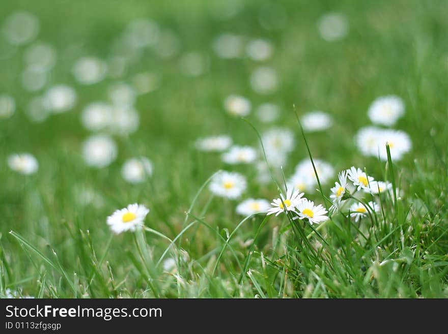 Pure natural Daisy green field