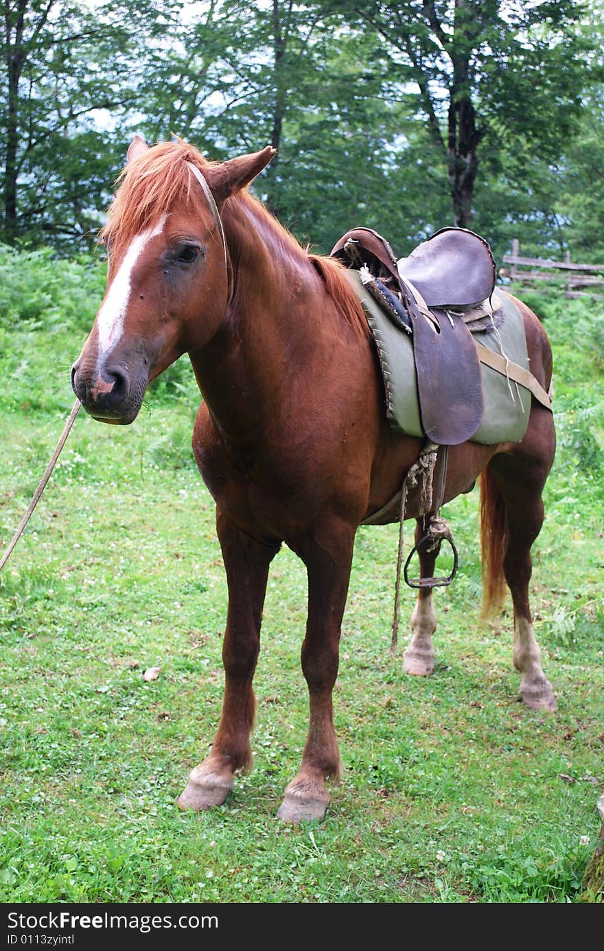 Beautiful brown horse eating grass in the mountain meadow in Georgia