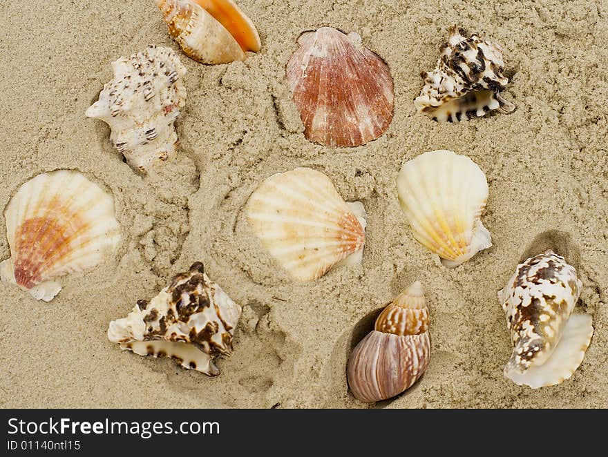 A lot of shells on sand background